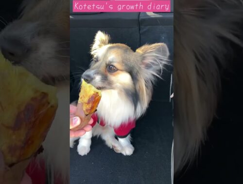 僕はサツマイモが好き　I like sweet potatoes #犬 #dog