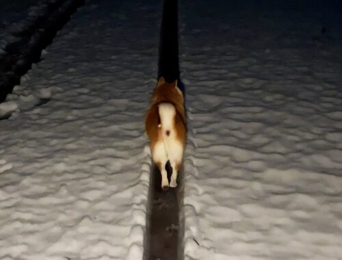 雪のときだけ現れる柴犬専用自動車道