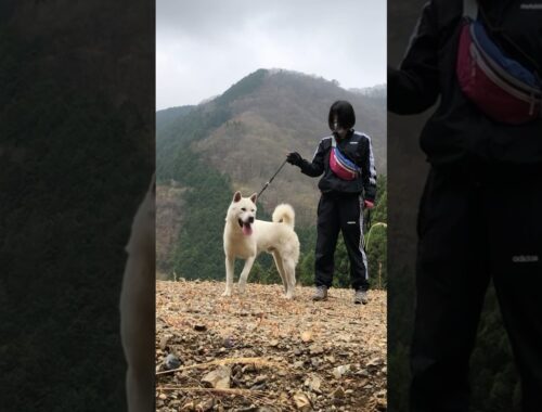 紀州犬と山頂で🍙At the top of the mountain with Kishu dogs!#kisyudog #紀州犬#sorts