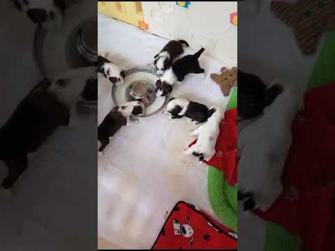 Tibet Terrier von Ma-ka-zie // C-Wurf: Die erste Milchmahlzeit! 😋