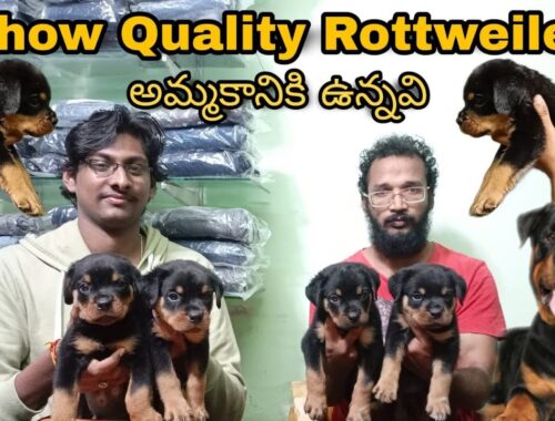 Show Quality Champion Line Rottweiler Puppies Sale Interview with Rottweiler Breeder Yanam, Kakinada