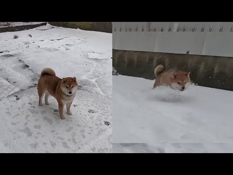 2023年12月29日(金) 初雪と大雪では喜び方が違いすぎる柴犬