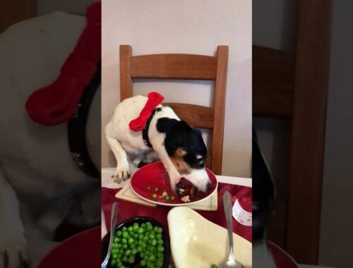 Fidget Smashing His Christmas Dinner #shorts #christmas #dog #jackrussellterrier #subscribe