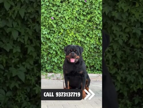 💥🔥Rottweiler Stud available for sale #Rottweiler #youtubeshorts