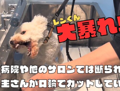 噛み犬トリミング初来店のトイプードル〜シャンプーで大暴れ〜