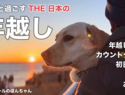 【ラブラドール#125】愛犬と過ごすTHE 日本の年越し★labrador retriever 大型犬  ラブラドールレトリバー　初日の出　初詣　正月