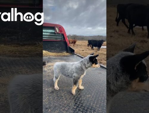 Blue Heeler Pup Barks at Cattle || ViralHog