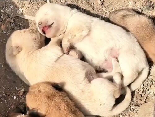 A stray dog mother and her four puppies were adopted by a caring couple and raised to adulthood.