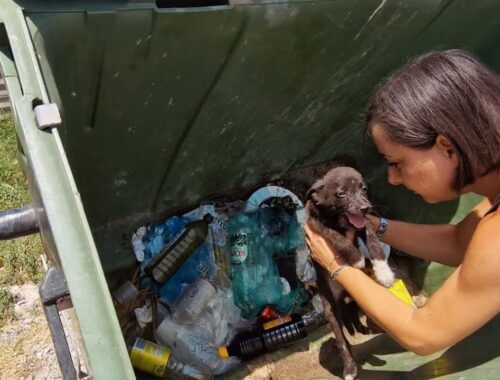 Puppies dumped like trash....abandoned and helpless to die.