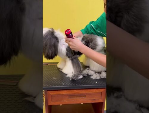 LHASA APSO PUPPY FULL GROOMING 🙉🥹🐶 #puppy #lhasaapso #care #pets