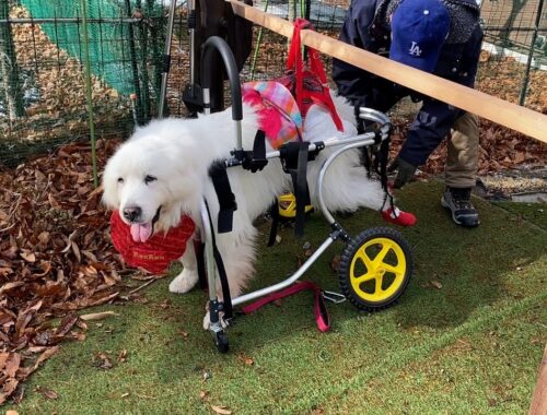 【ルンルンの裏庭】人間1人でルンルンを犬用車椅子に乗せる治具を作ったお父さん