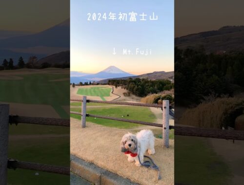 2024年あけましておめでとうなぽち。初富士山をバックにポーズをとる愛犬ぽち。