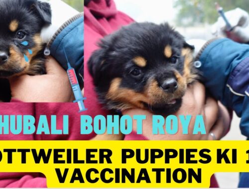 Rottweiler Puppies Ki Huyi First Vaccination: Bahubali Injection Lagwa Ke Bohot Roya