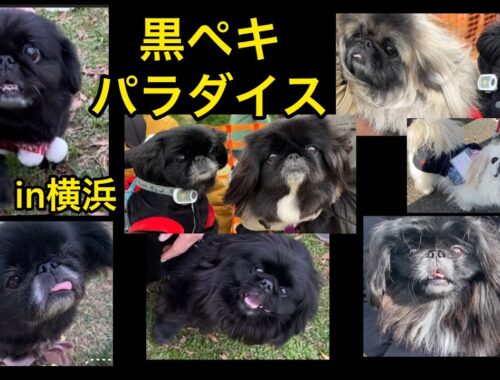 【激似】黒ペキ天国♪♪こんなにいるの？！黒ペキニーズ #pekingese #dog  #peki  #いぬ  #犬のいる暮らし #保護犬  #いぬすたぐらむ
