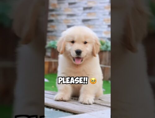Cutest Dog - Best of 2023 Compilation | Cute & Funny Golden Retrievers