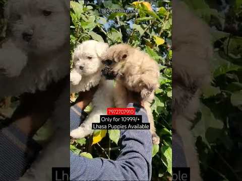 Only for 10999/+ Lhasa apso Puppies Available #pet#cat#love#shorts#trending#animal#lord#viral