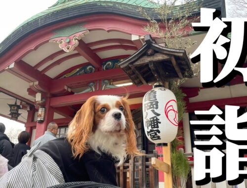 愛犬と一緒に初詣‼︎【本年もよろしくおねがいします！】