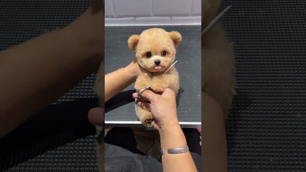 Whose teddy bear is this? It’s so cute and so cute that it exploded. Cute pet daily record. Champag Whose teddy bear is this? It’s so cute and so cute that it exploded. Cute pet daily record. Champag