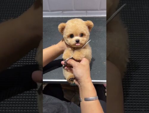 Whose teddy bear is this? It’s so cute and so cute that it exploded. Cute pet daily record. Champag