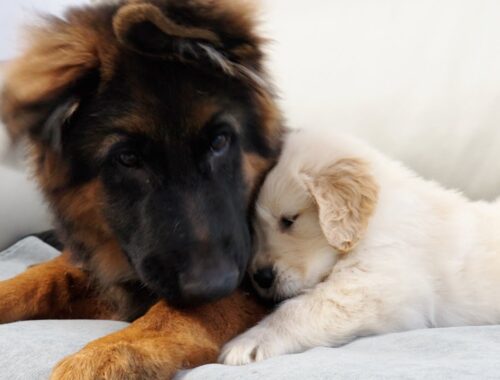 Golden Retriever Puppy and German Shepherd Go From Strangers to Best Friends