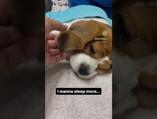 Scotch - The Pup - Cute beagle puppy being woken up. #shortsvideo #youtubeshorts #shorts #beagle