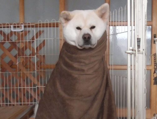 【秋田犬ゆうき】今日は寒いと毛布を掛けてくれたけど想定外のパターンで気の利いたリアクションが出来ない【akita dog】