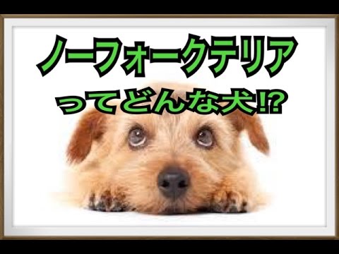 【超かわいい犬】ノーフォークテリアってどんな犬!?