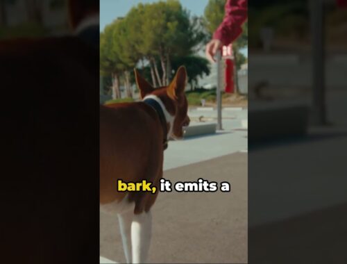Basenji The Barkless Dog