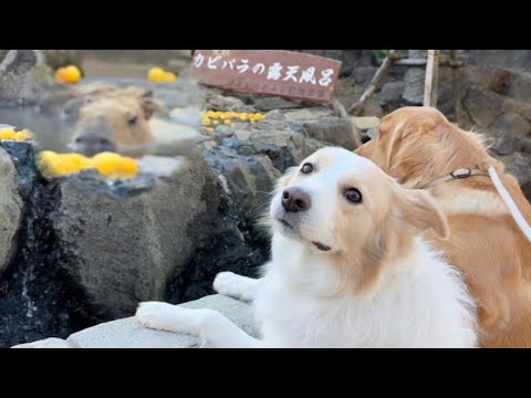 カピバラ温泉に一緒に入りたいアピールする犬...【＃ボーダーコリー＃ゴールデンレトリバー】