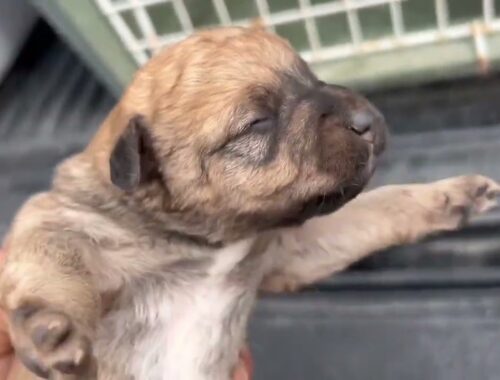 A stray mother gave birth 4 puppies in this dangerous for her and her puppies place - Takis Shelter