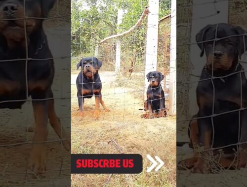 Heavy Size Monster full aggressive Rottweiler !! Pup available !!  #rottweilerpuppy #shortsfeed