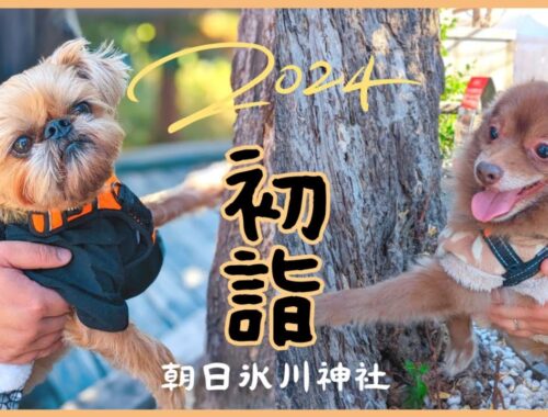 【愛犬とお出かけ】2024年も朝日氷川神社で初詣~御神木からパワーもらってきたよ~