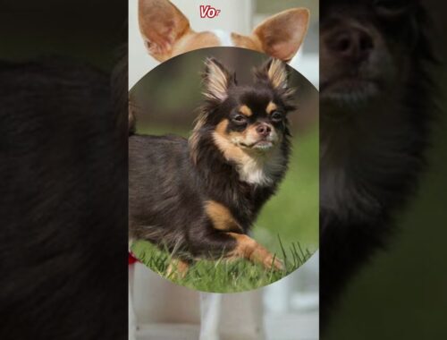 Top 10 der kleinsten Hunde. Nr. 2. Chihuahua