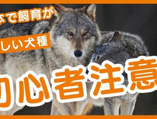初心者注意！日本で飼育が難しい犬種