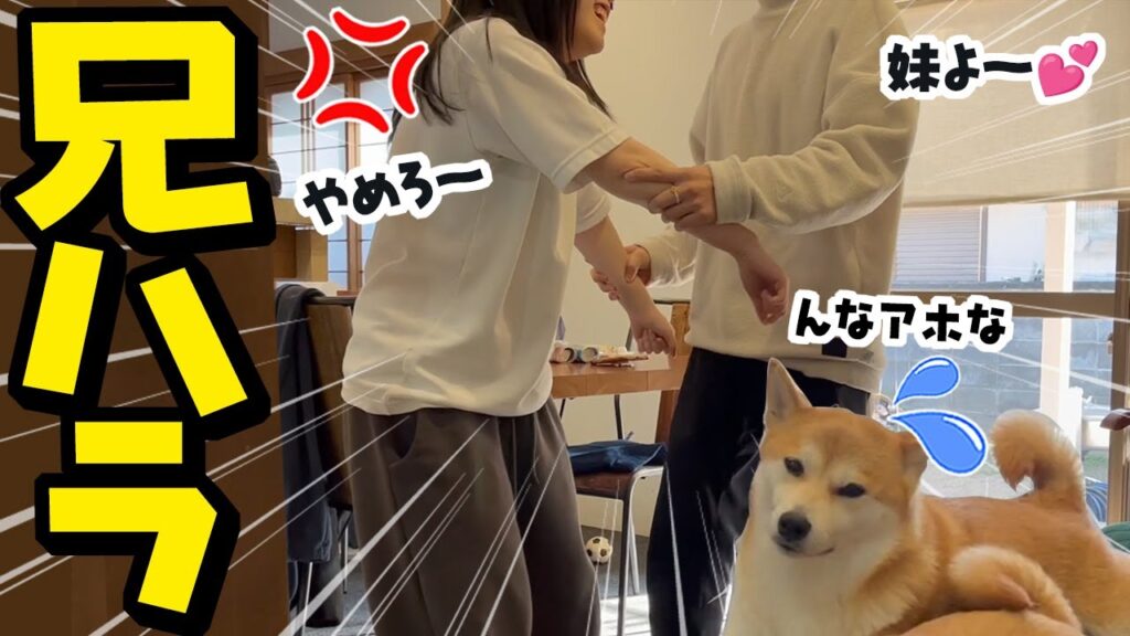 妹にアニハラするお兄ちゃんに呆れる柴犬 妹にアニハラするお兄ちゃんに呆れる柴犬