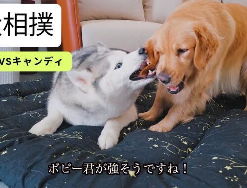 『ベッドの争い』相撲で対決するハスキー犬とゴールデンレトリバー犬