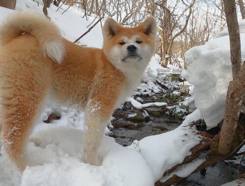 雪山を散歩する秋田犬の子犬【ちびしゃもん】#秋田犬 #bgm #自然の中の犬散歩【VLOG】