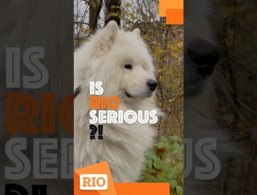 Is Rio a serious Samoyed dog 😏😎 #samoyed #samoyedpuppy #samoyeddog #dog #dogshorts #samoyedbreed