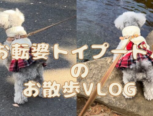 【vlog】元保護犬のお転婆トイプードルのお散歩❣️