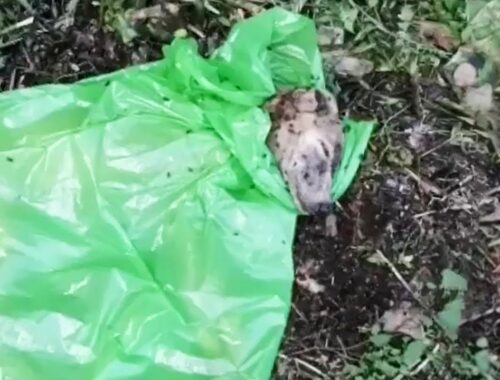 Tied up in a bag for days, the dog cried in despair with thousands of maggots on his body
