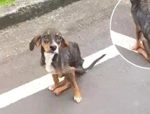 The disabled puppy faithfully waited in vain for her owner who was behind all