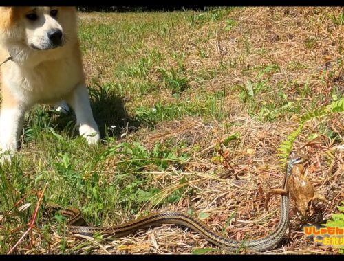 【秋田犬Vlog】カエルを咥えて走るヘビを追うびしゃもん　　　　　　　　　　　　　　　　　　　　　　　　　　　　　　　　　　　　　　　　　　　　2022/09/14　毘沙門１歳10か月