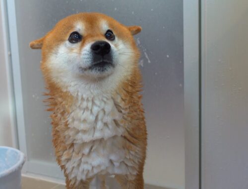 柴犬、苦手なシャワーで過去最大に犬語でクレーム。