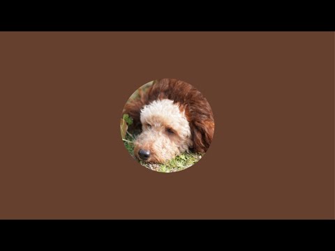 medium poodle / ミディアムプードル