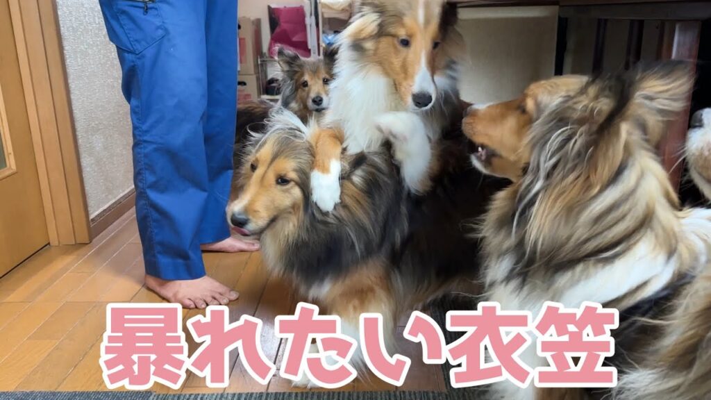 【シェルティ】暴れたい衣笠🐾【元気だね】 【シェルティ】暴れたい衣笠🐾【元気だね】