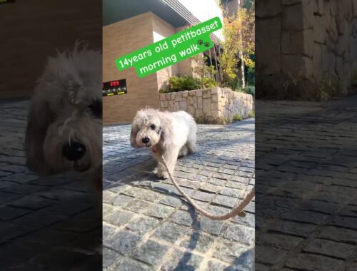 【シニア犬の可愛いお散歩】14歳プチバセットグリフォンヴェンデーン朝のおさんぽ