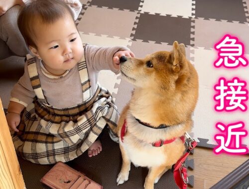 赤ちゃんからご馳走をもらって簡単に手なづけられる単純な柴犬が可愛い