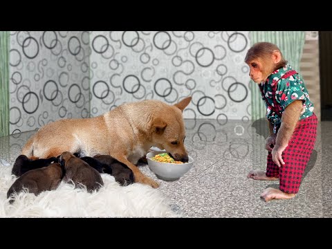 Unbelievable love story: Cutis's Touching Love with puppies!