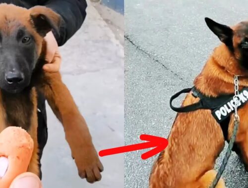 Stray puppy broke into police camp, became a Police Dog after being adopted