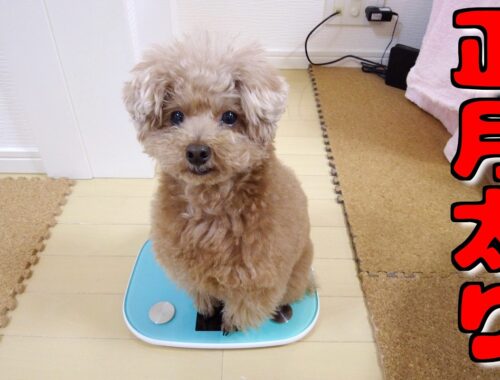 「太った？」と最近言われるので愛犬の体重を計ってみたら…【トイプードル】